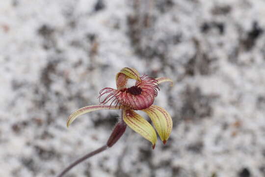 Image of Dancing spider orchid