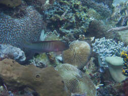 Image of Darkstriped dottyback