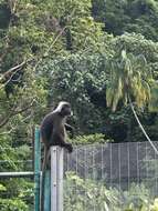 Plancia ëd Trachypithecus obscurus (Reid 1837)