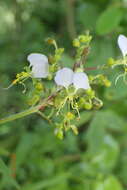 Image of Aneilema dregeanum Kunth