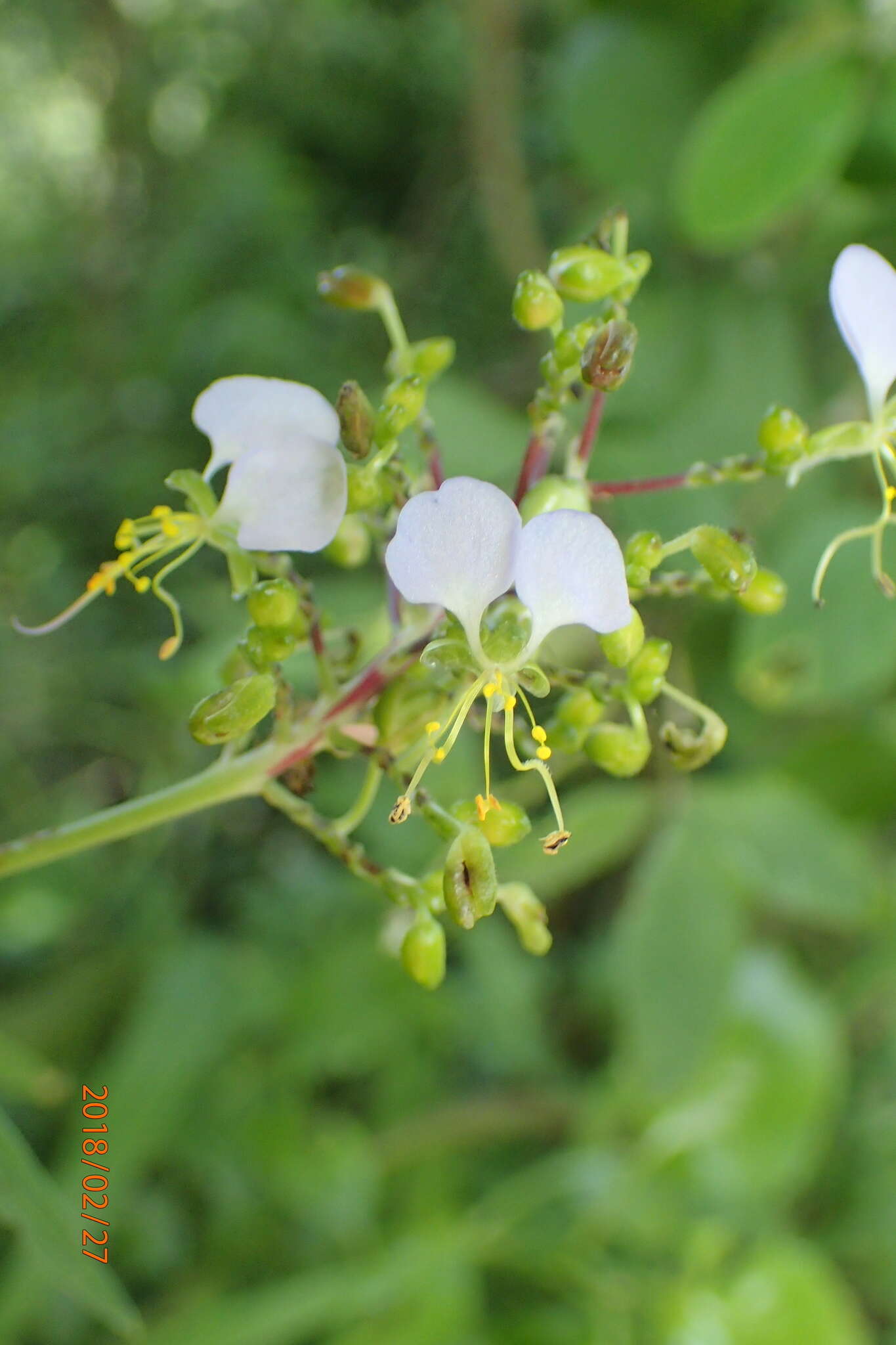 Image of Aneilema dregeanum Kunth