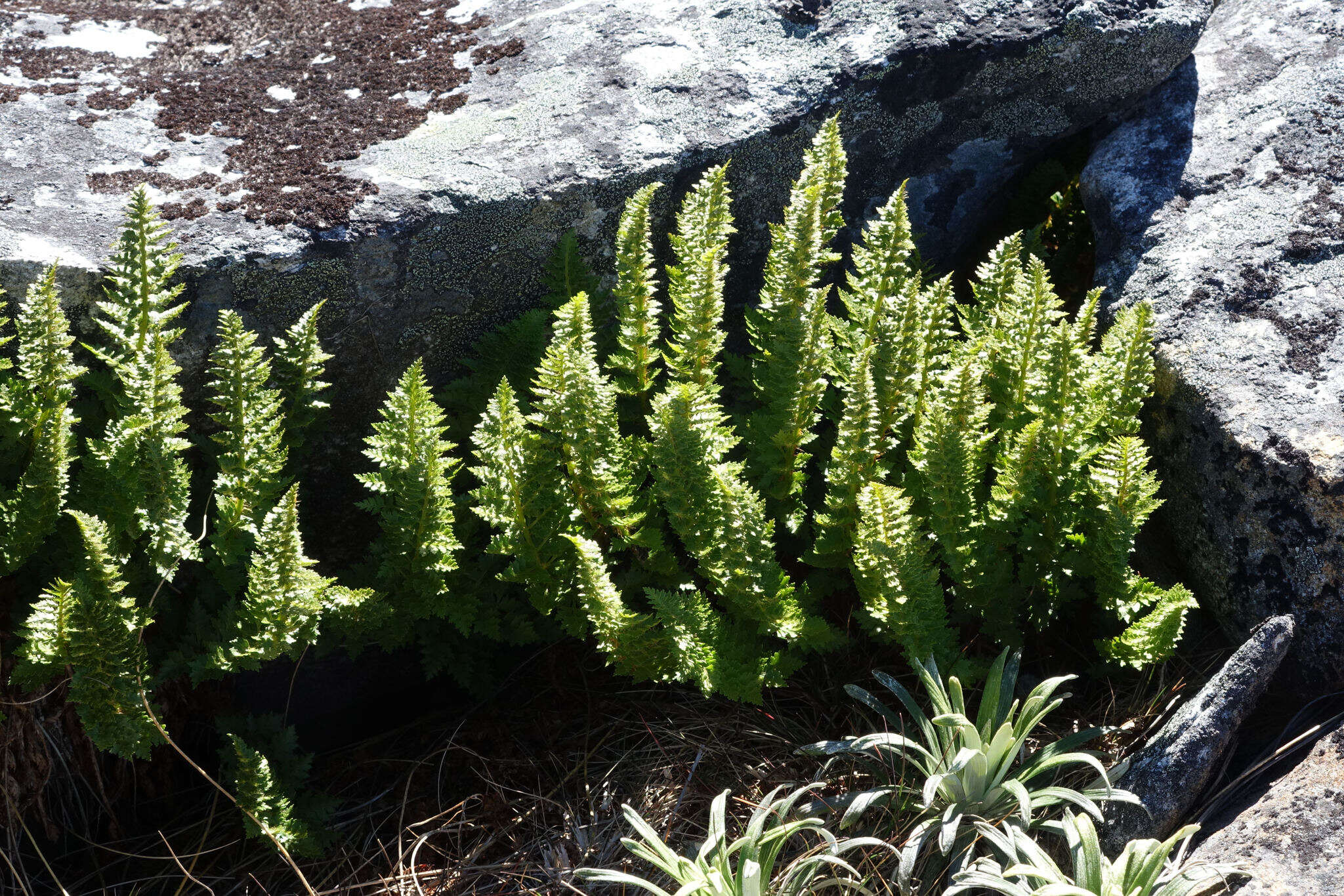 Image of Polystichum cystostegia (Hook.) Armstr.