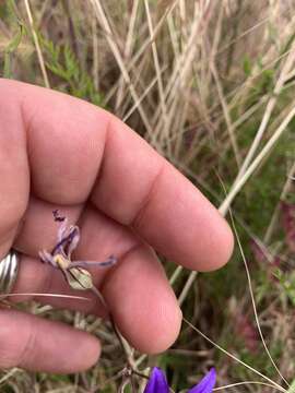 Image of Hoover's brodiaea