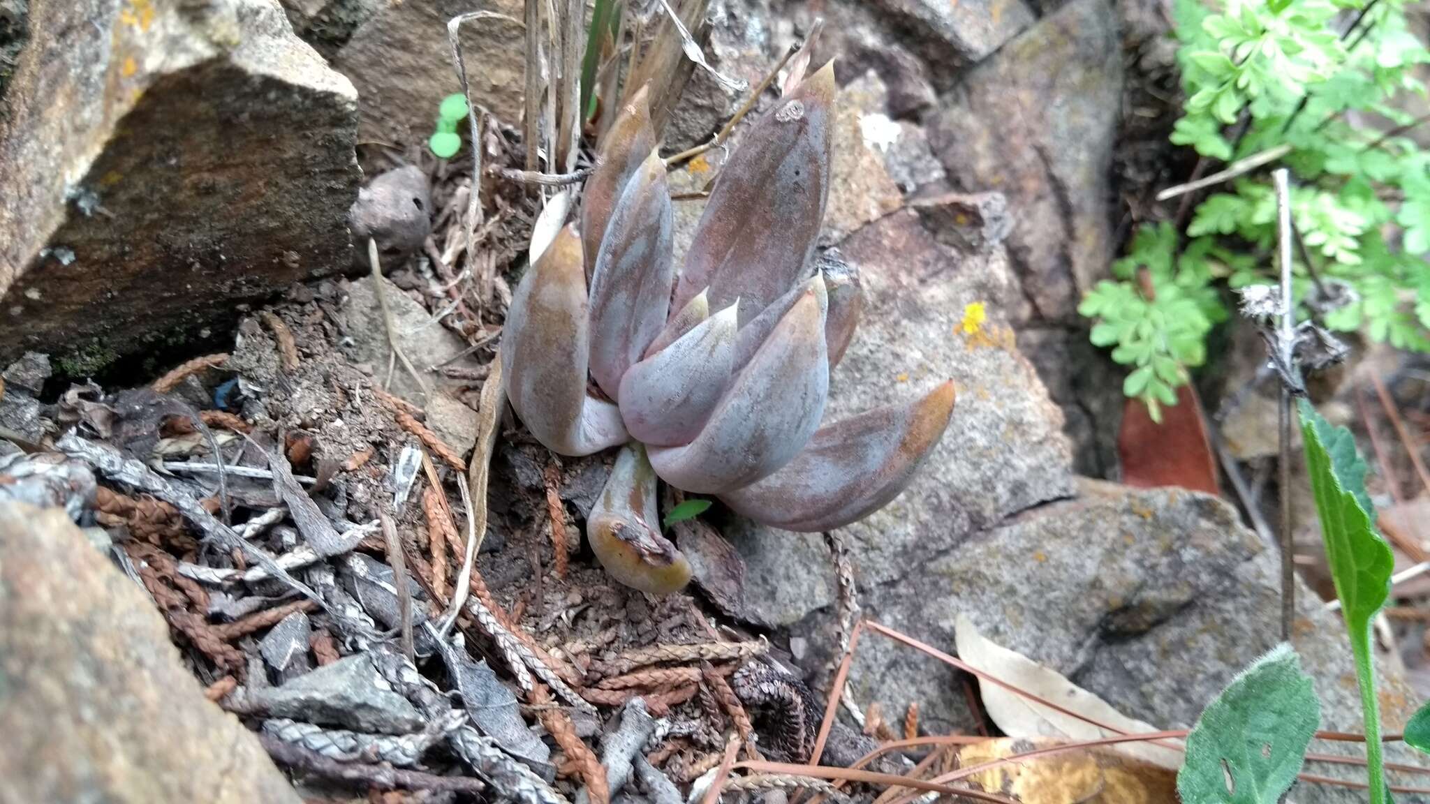 Image of Echeveria craigiana Walther