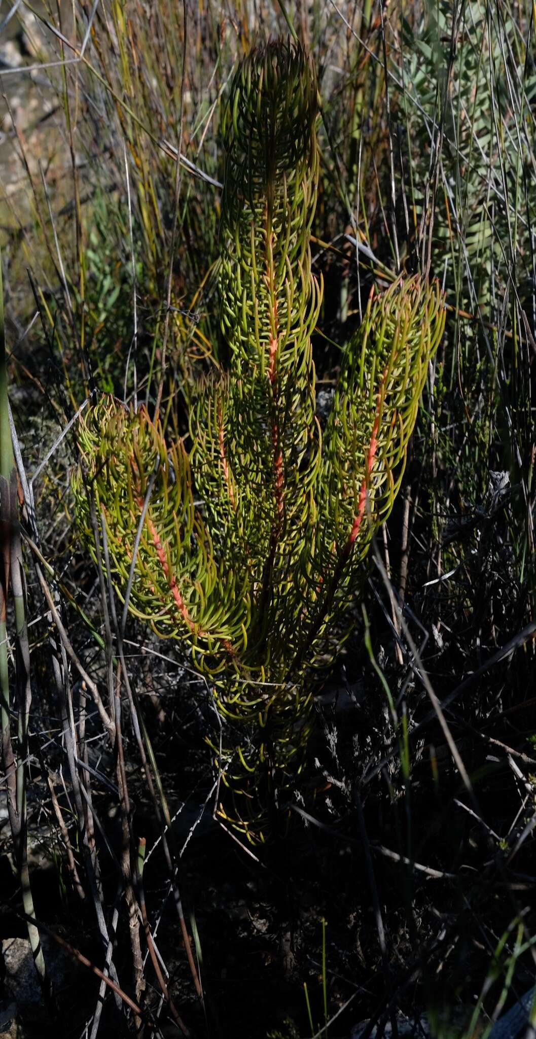 Image of Leucadendron osbornei Y. P Rourke