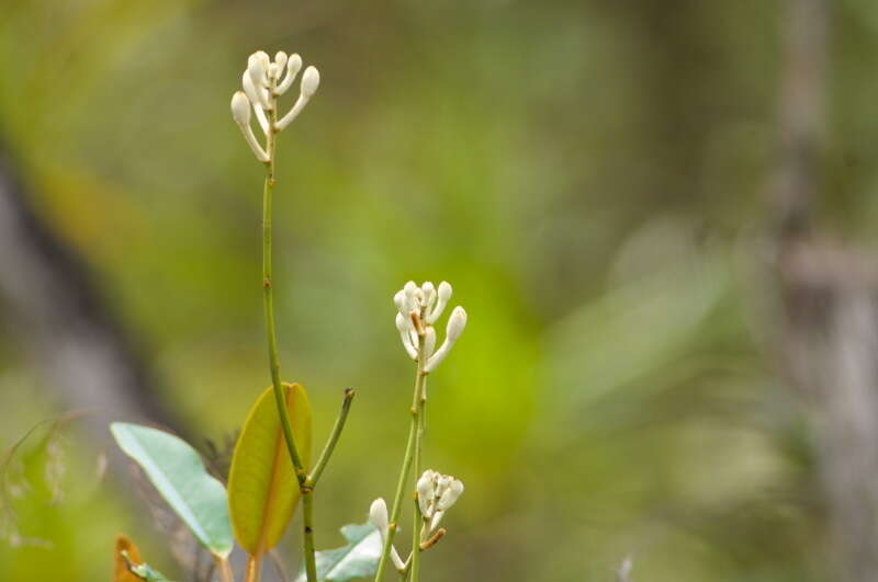 Image of Eriaxis rigida Rchb. fil.