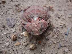 Image of Short-tailed horned lizard