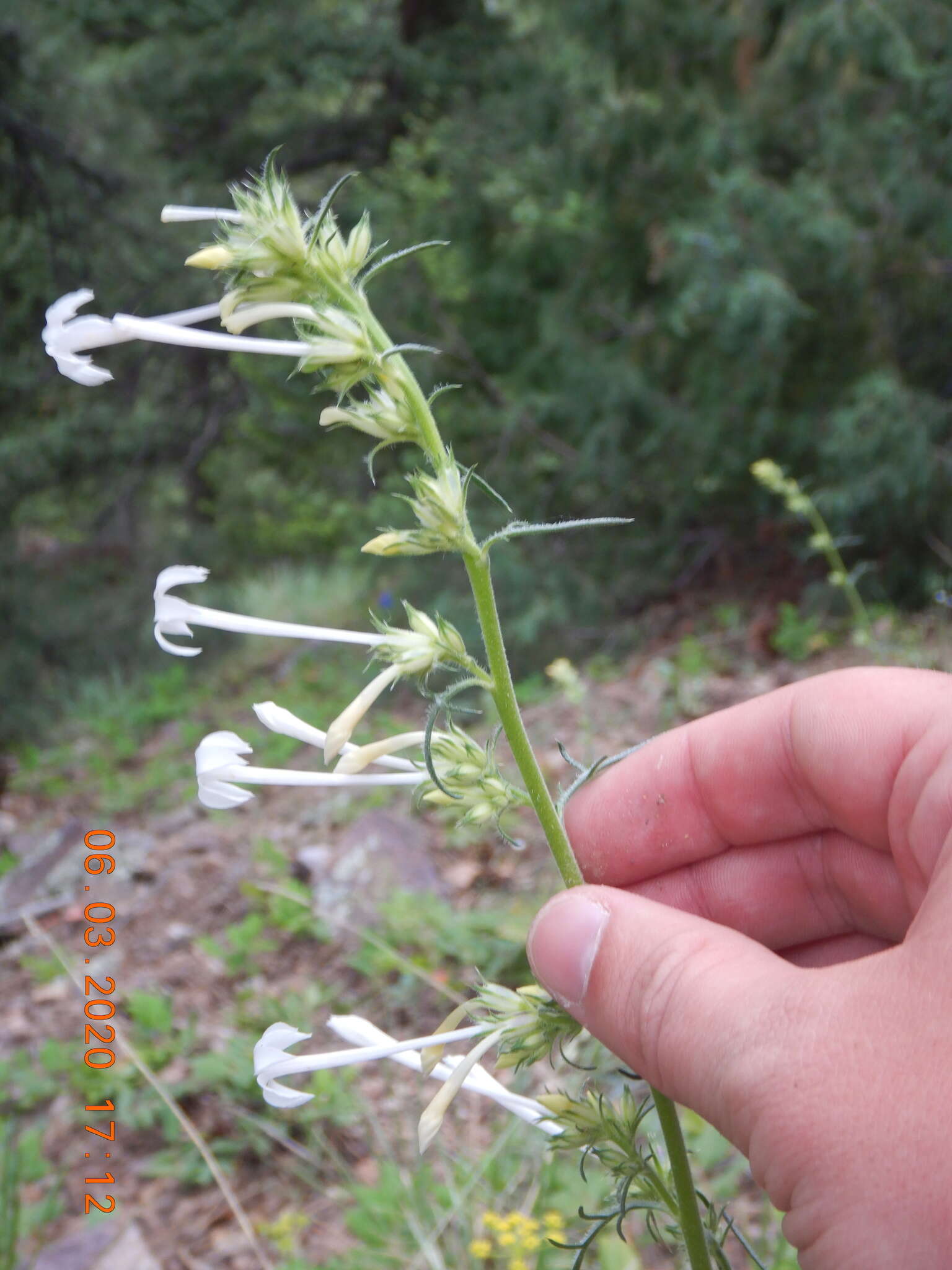 Image of scarlet gilia