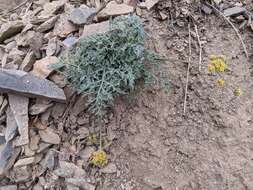 Imagem de Lomatium observatorium L. Constance & B. Ertter