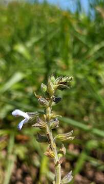 Image of Salvia nervosa Benth.