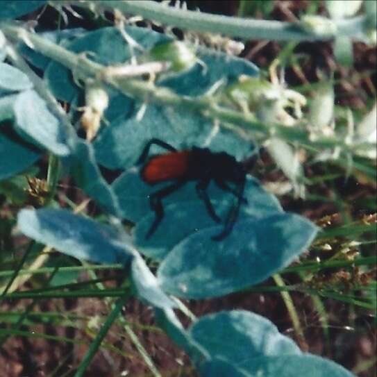 Image of Tragidion deceptum Swift & Ray 2008