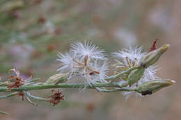 Image of Stephanomeria occultata