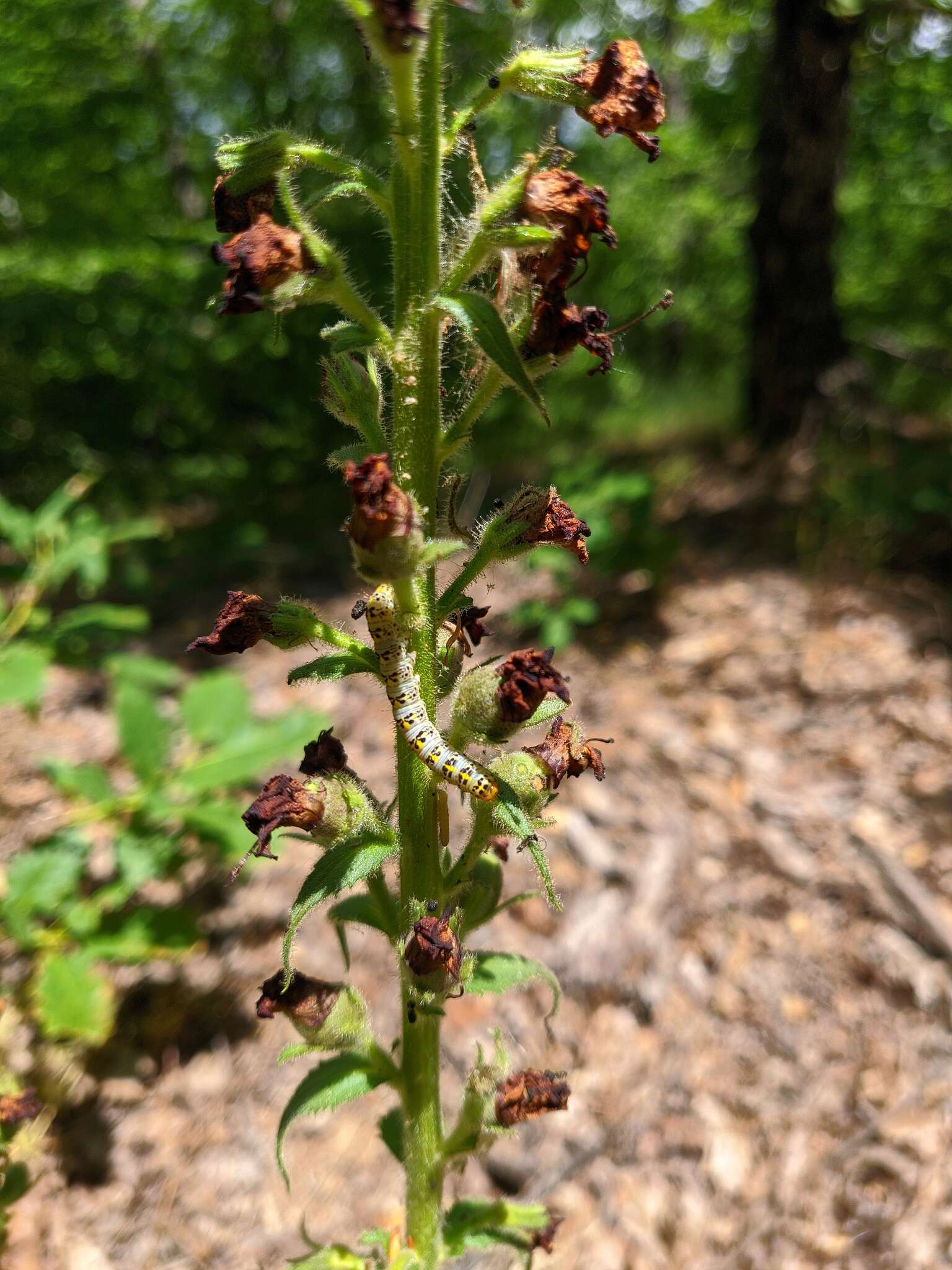 Image of Verbascum spectabile Bieb.