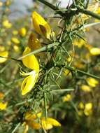 Image of Ulex parviflorus subsp. jussiaei (Webb) D. A. Webb