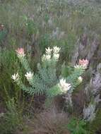 Imagem de Leucadendron burchellii I. J. M. Williams