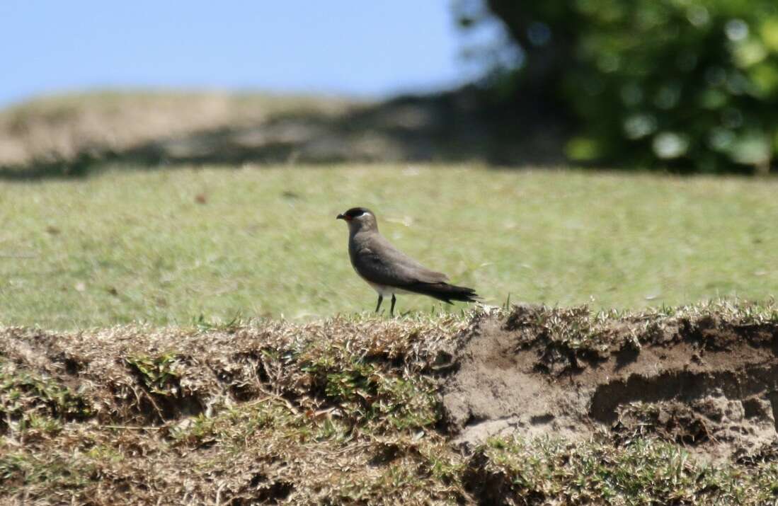 Image of Madagascan Pratincole