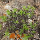 Image of Lavandula canariensis subsp. lancerottensis Upson & S. Andrews
