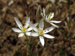 Imagem de Ornithogalum pilosum L. fil.