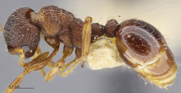 Image of <i>Myrmica tahoensis</i> Weber 1948