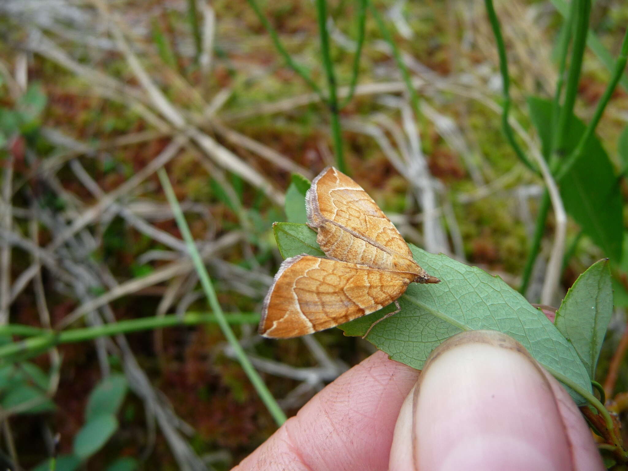 Image of Chevron Moth