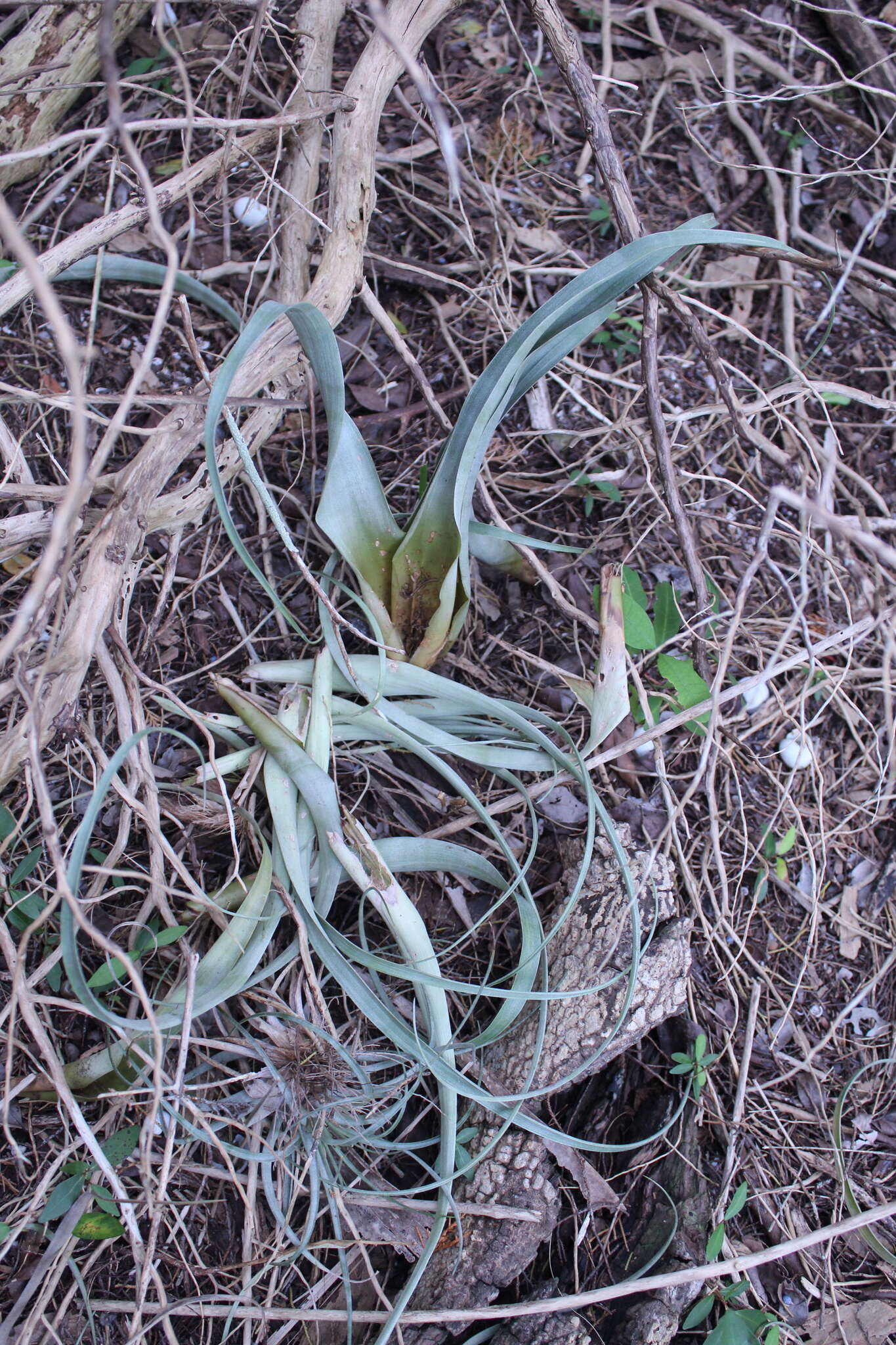 Image of Mexican bromeliad weevil