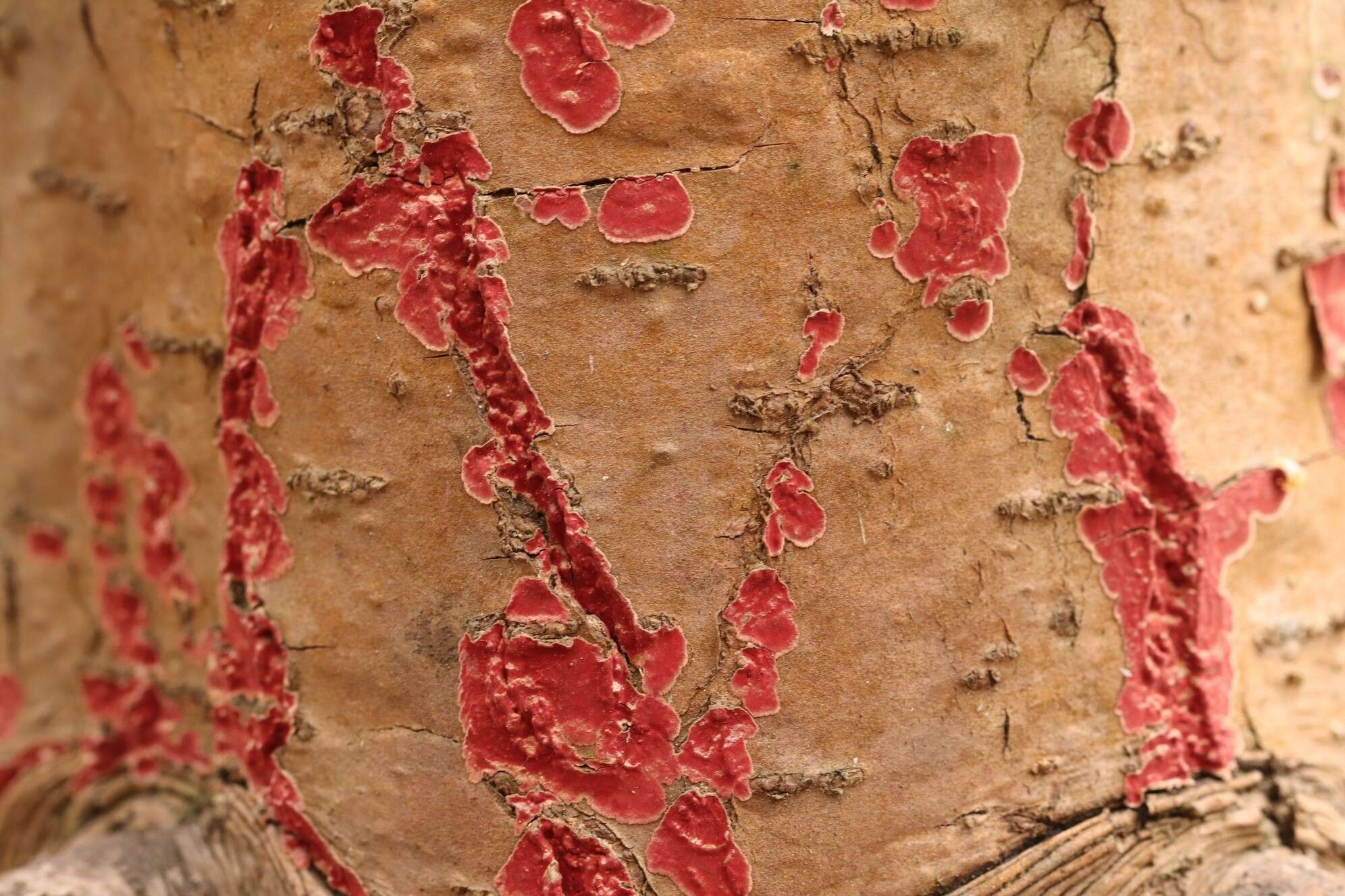 Image of Hymenochaete cruenta (Pers.) Donk 1959