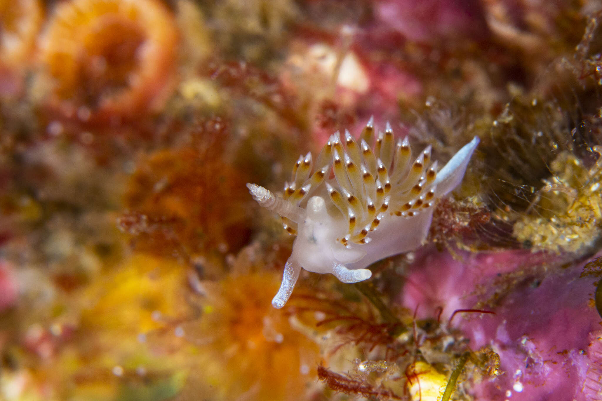 Image of Apataidae Korshunova, Martynov, Bakken, Evertsen, Fletcher, Mudianta, Saito, Lundin, Schrödl & Picton 2017