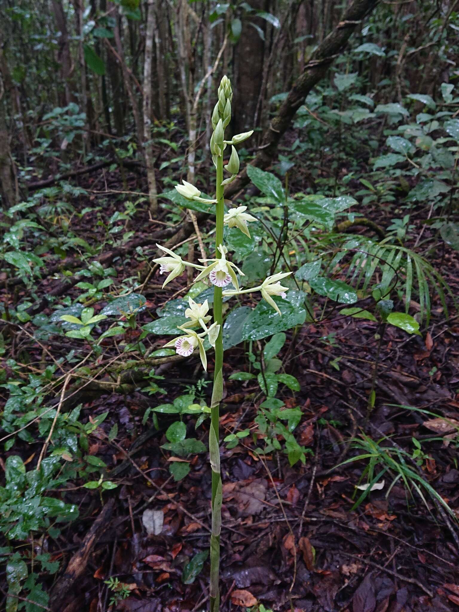 Image of Beyrich's hooded orchid