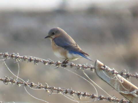 Image of Eastern Bluebird