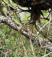 Image of Tillandsia butzii Mez