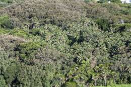 Image de Howea forsteriana (F. Muell.) Becc.