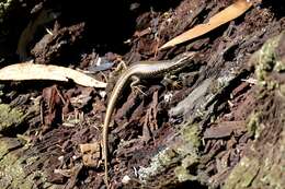 Image of Warm-temperate Water-skink