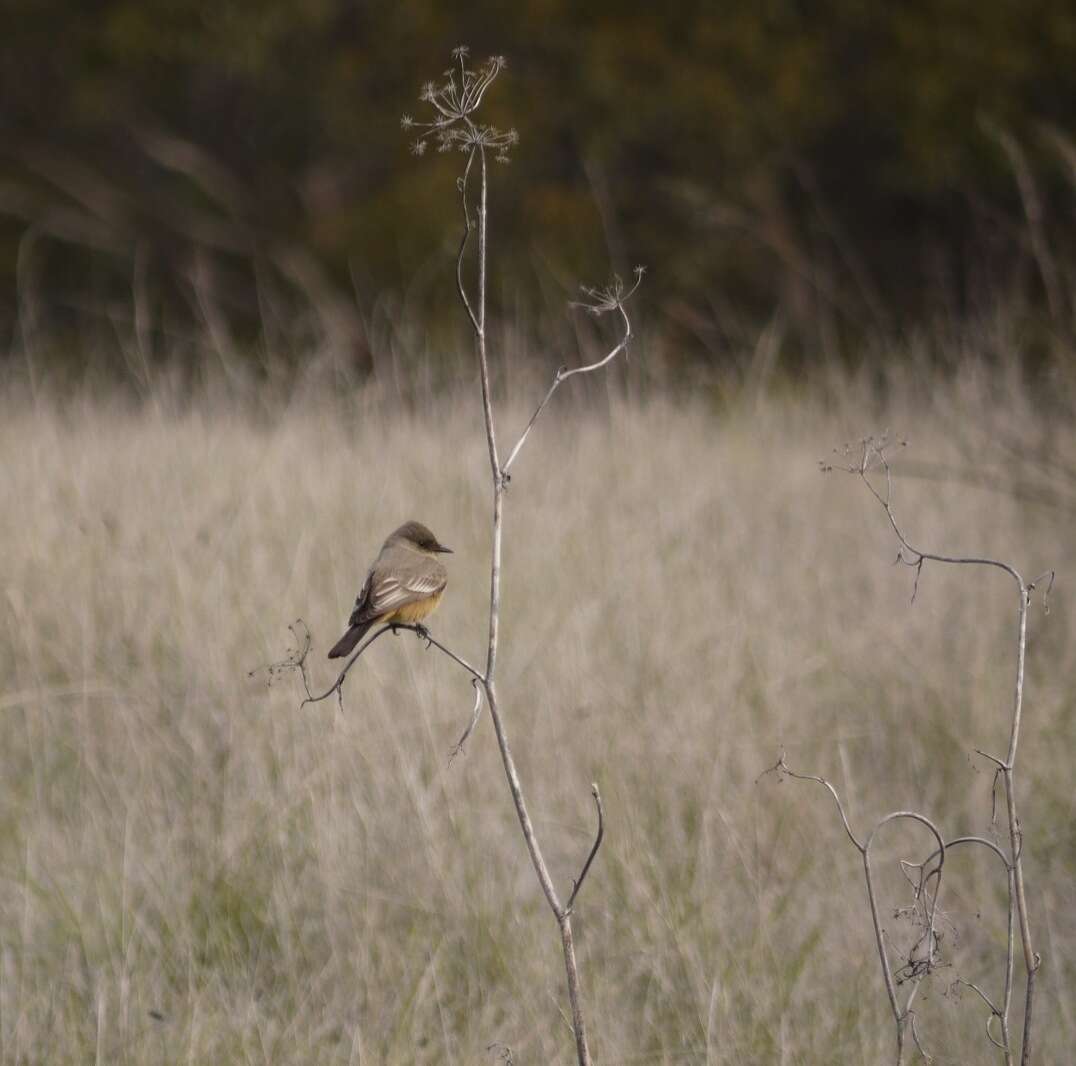 Image of Say's Phoebe
