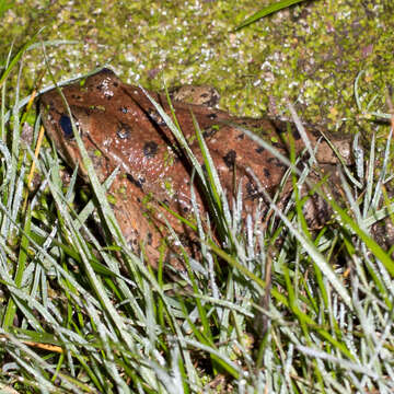 Image of California Red-legged Frog