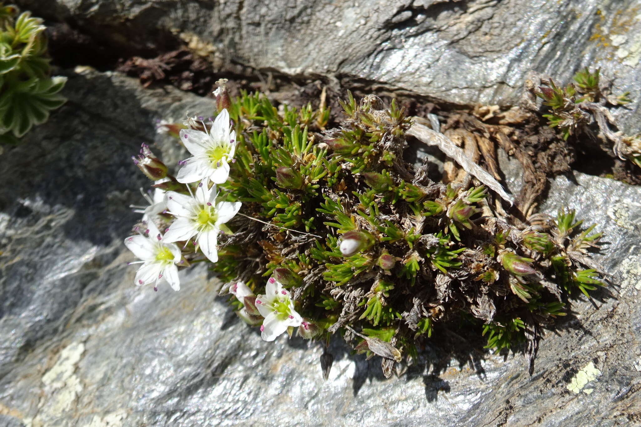 Image of Minuartia recurva (All.) Schinz & Thell.