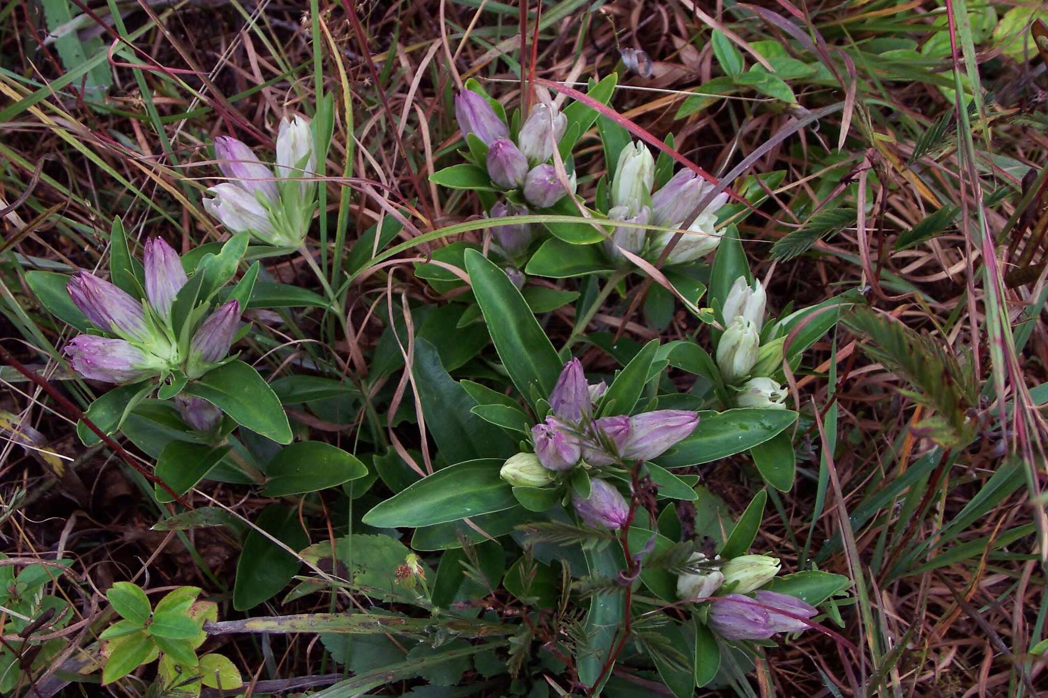 Image de Gentiana villosa L.