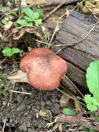 Imagem de Gymnopilus suberis (Maire) Singer 1951