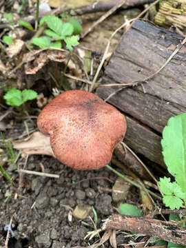 Image of Gymnopilus suberis (Maire) Singer 1951