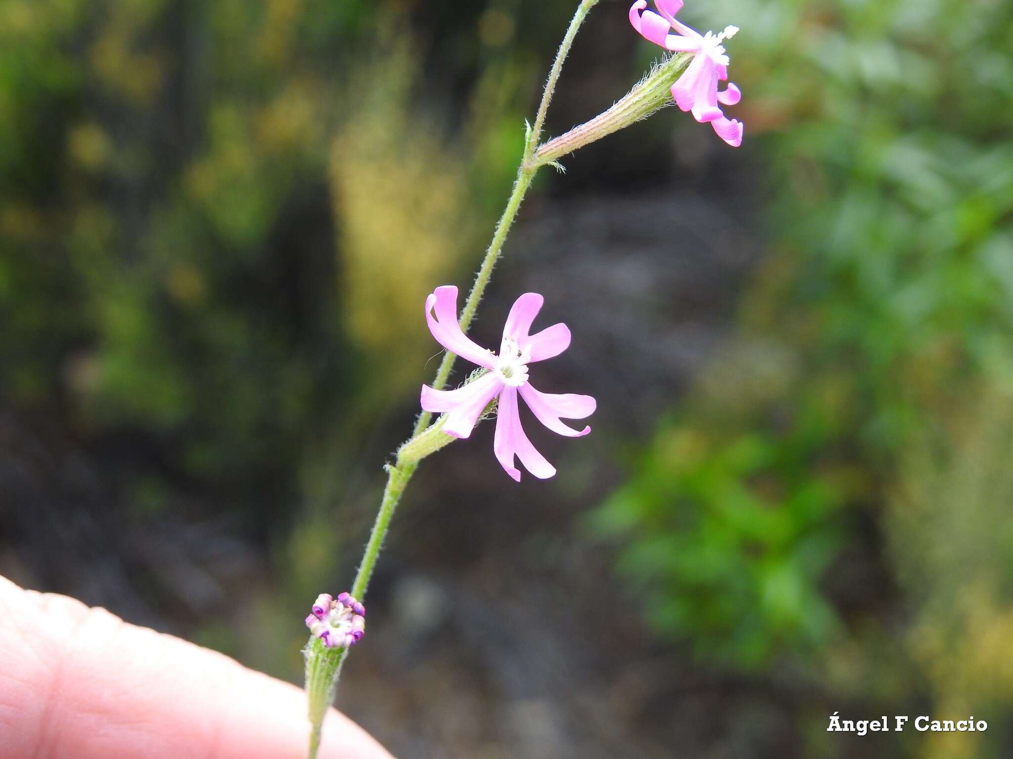 صورة Silene scabriflora Brot.