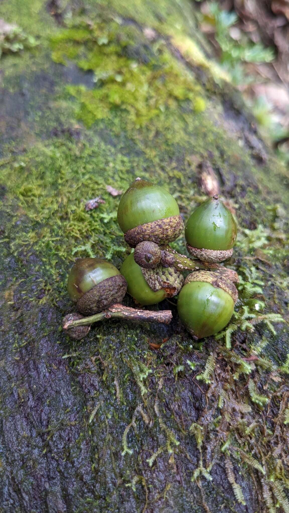 Imagem de Lithocarpus dodonaeifolius (Hayata) Hayata