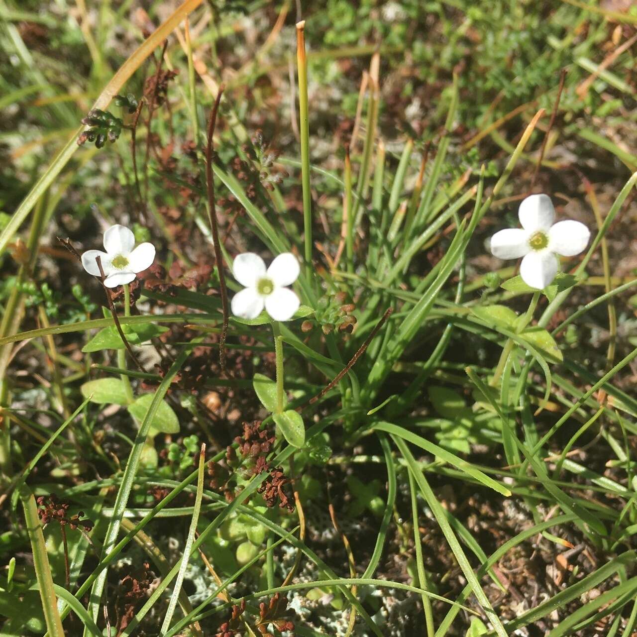 Image of Mitrasacme alsinoides R. Br.