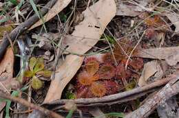 Image of Drosera aberrans (Lowrie & Carlquist) Lowrie & Conran