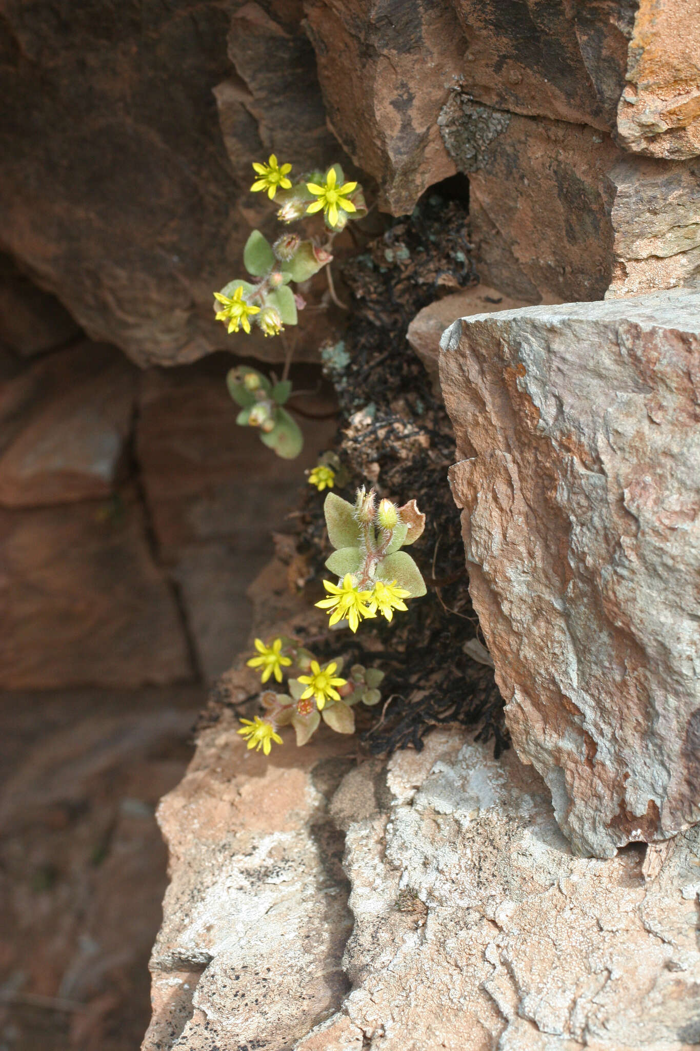 Image of Sedum modestum Ball