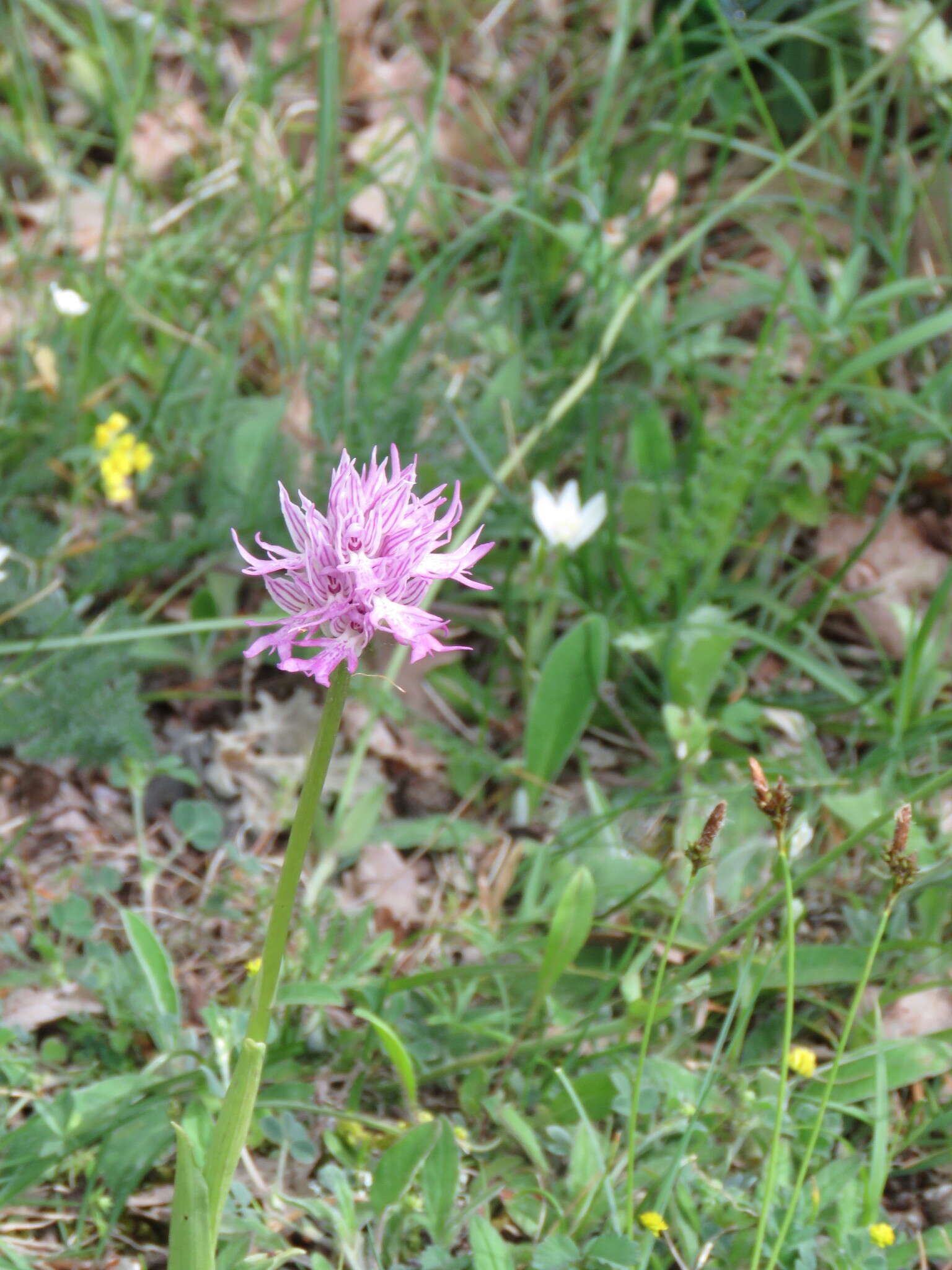 Orchis italica Poir. resmi