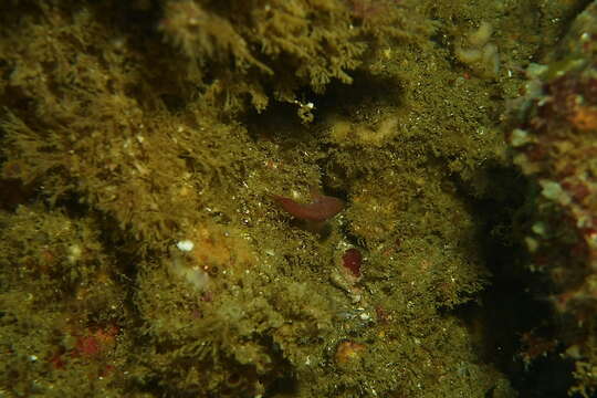 Image of Zebra goby