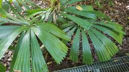 Image of Licuala fan palm