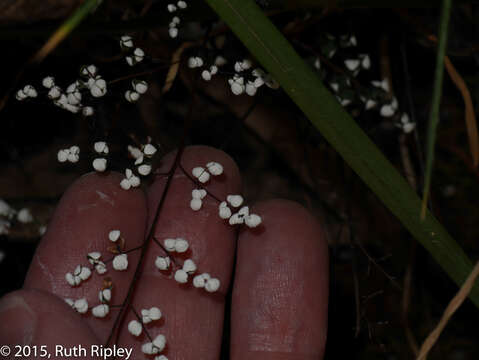 Image of Argyrochosma nivea (Poir.) Windham