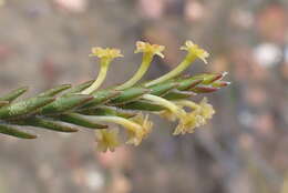 Image of Struthiola parviflora Bartl. ex Meissn.