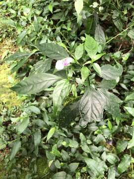 Image of Dicliptera japonica (Thunb.) Makino