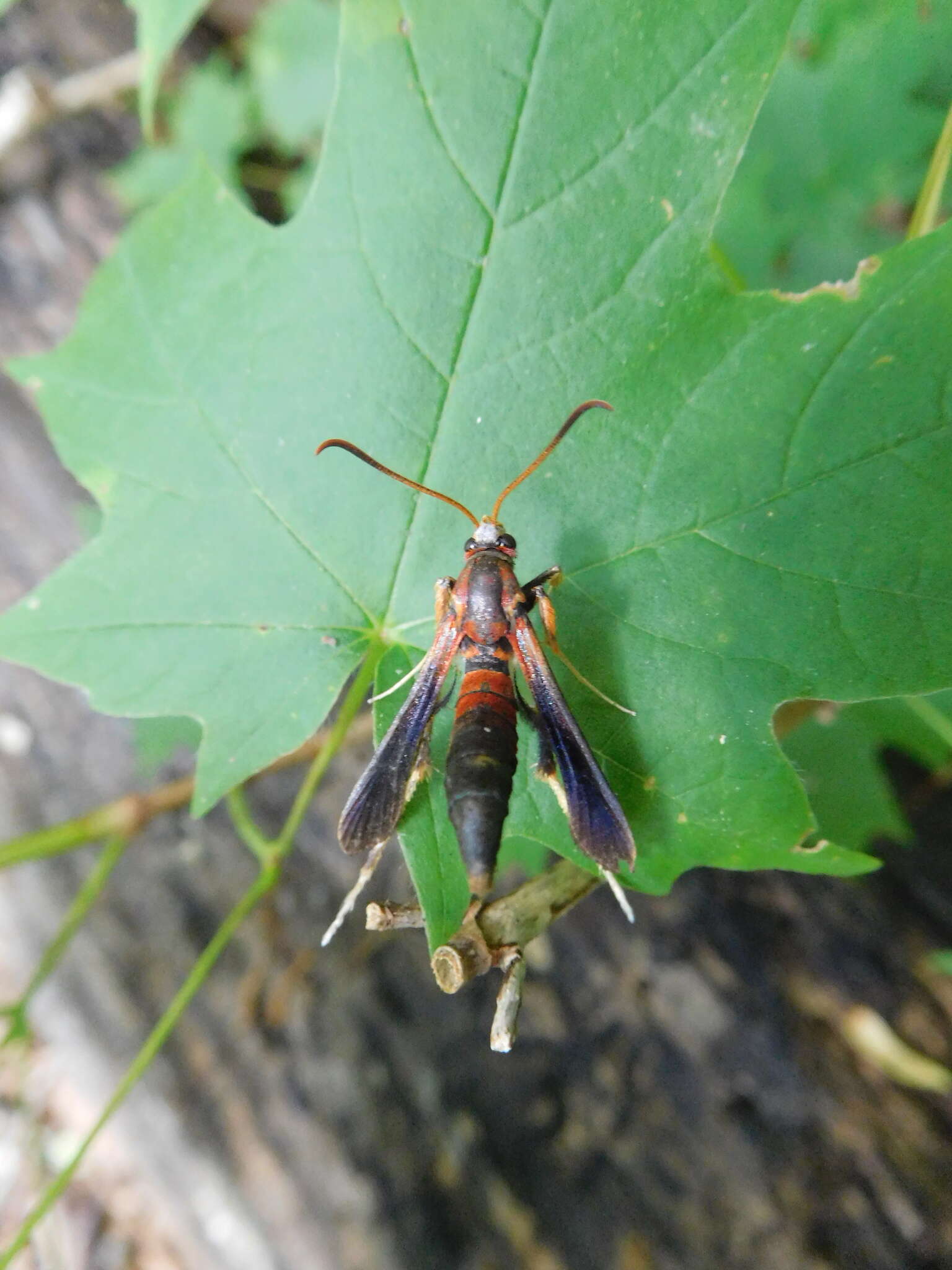 Image of Ash/Lilac Borers